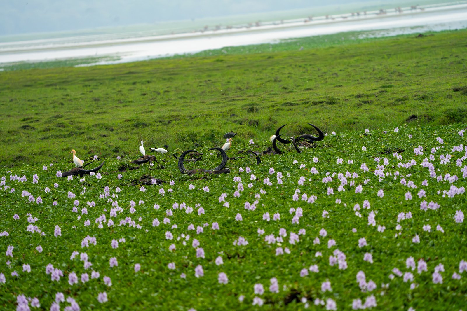 Kaziranga: My Childhood Revisited
